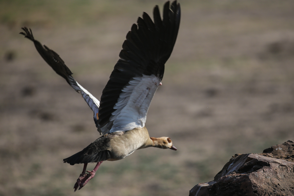 Riviere Chobe-4