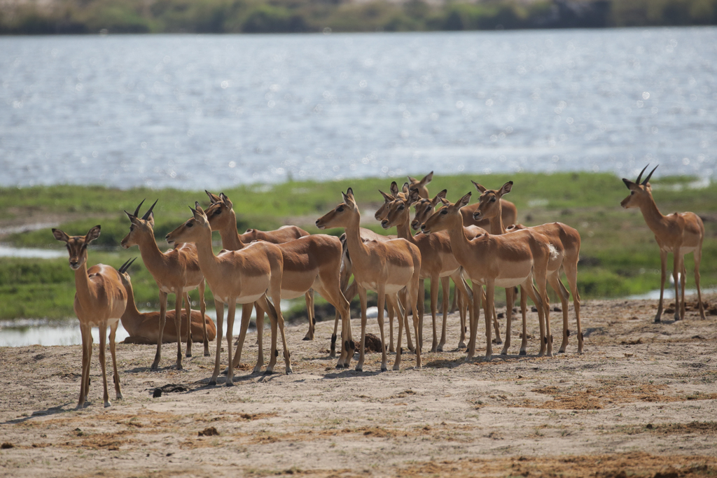 Riviere Chobe-6