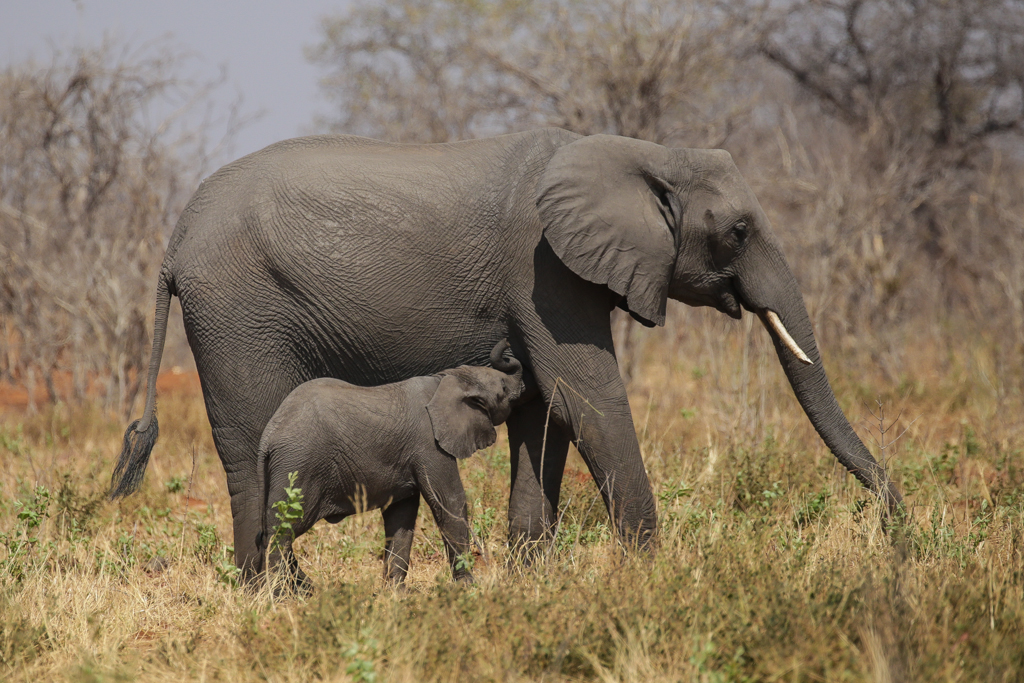 Riviere Chobe-7