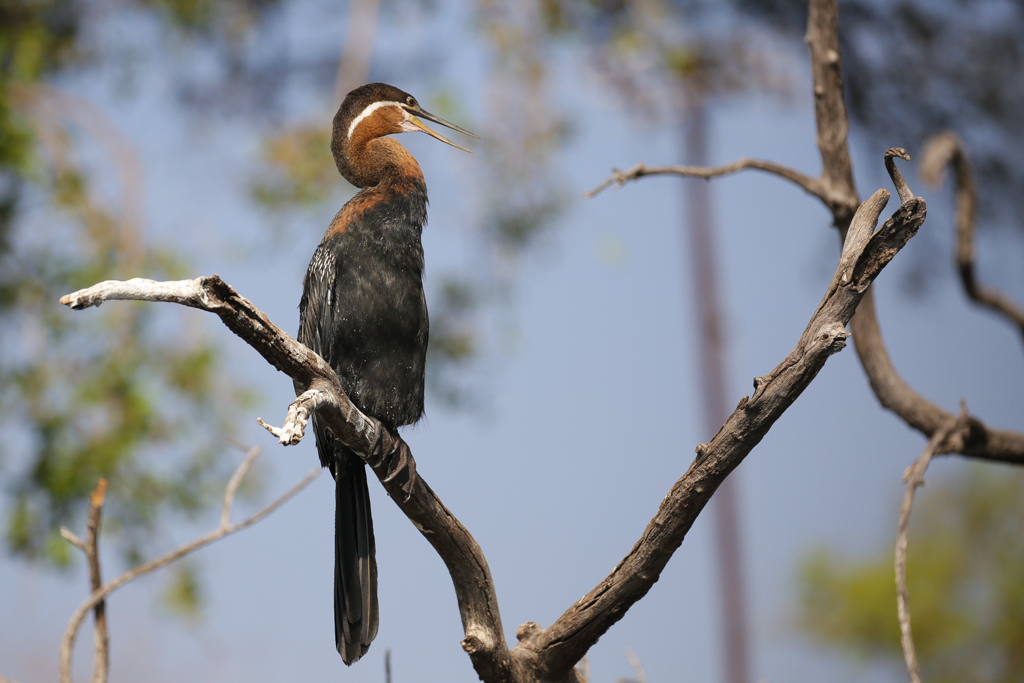 Riviere Chobe-9