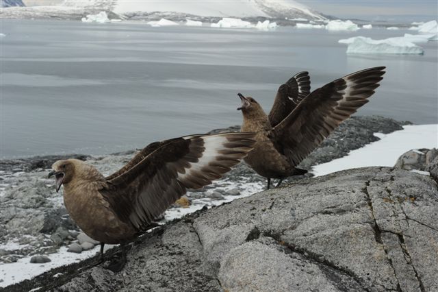 Skua