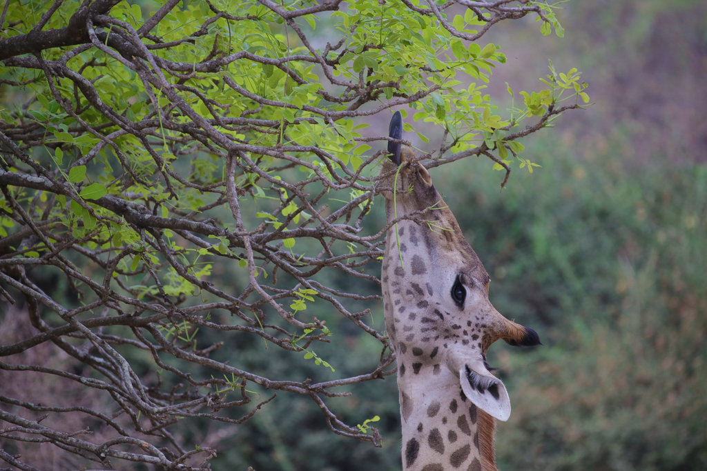 South Luangwa-1