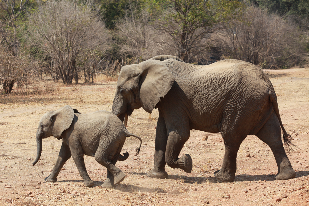 South Luangwa-10