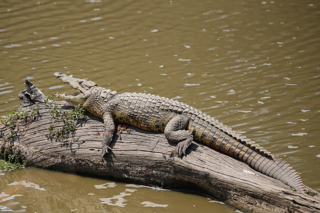 South Luangwa-11