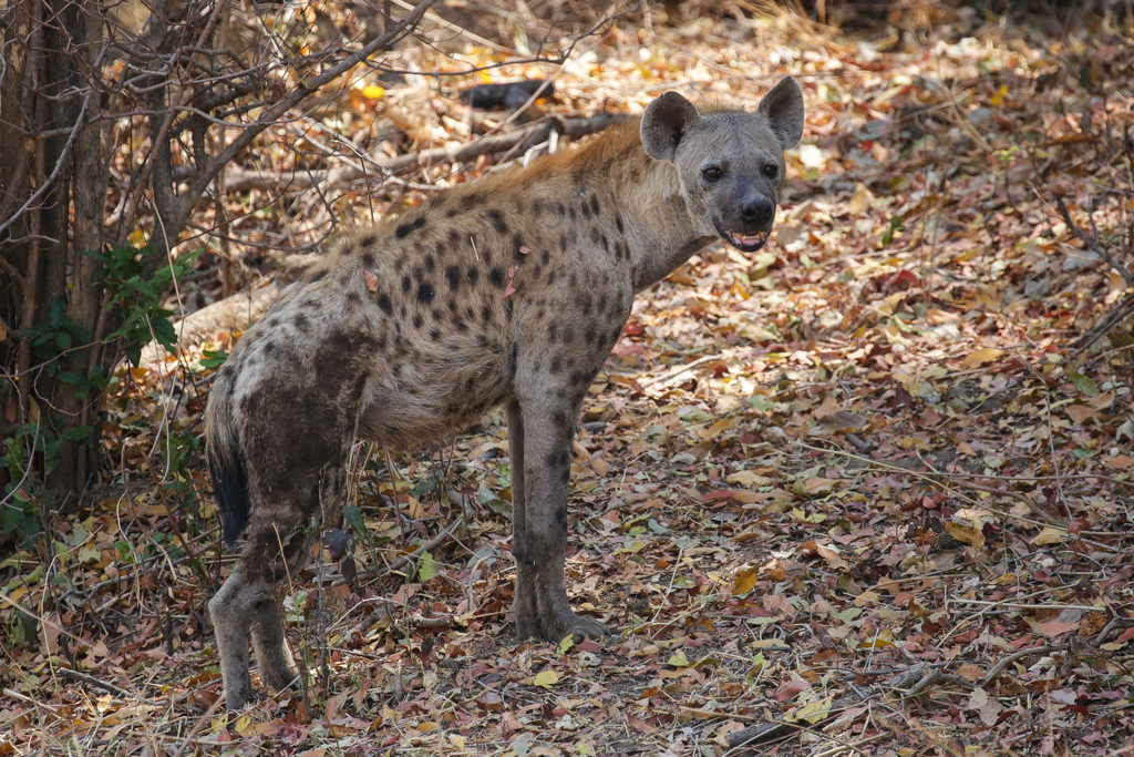 South Luangwa-12