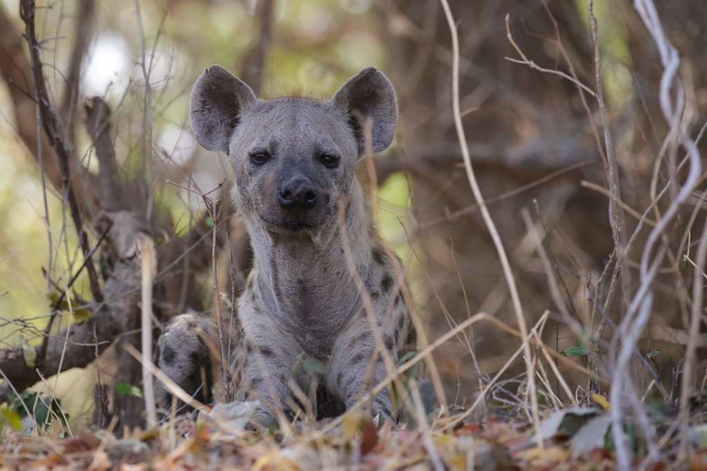 South Luangwa-13