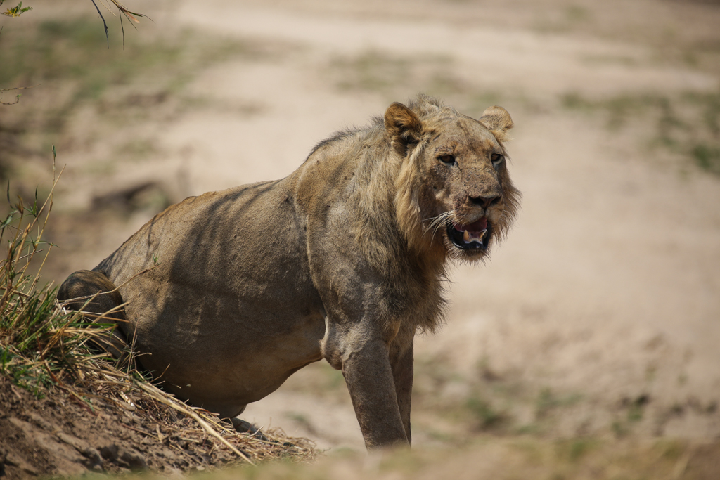 South Luangwa-14