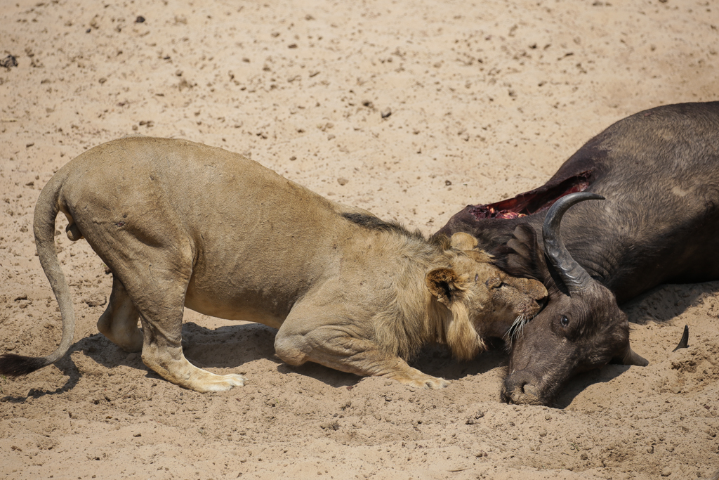 South Luangwa-15