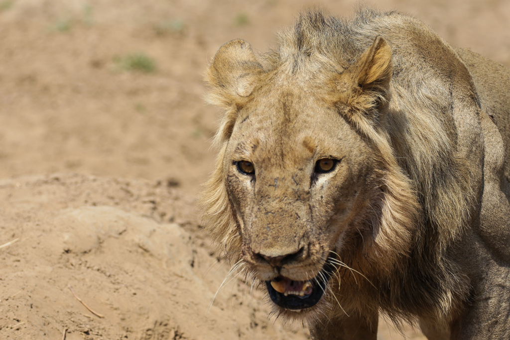 South Luangwa-16