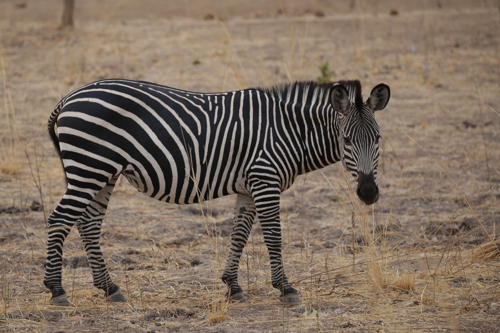 South Luangwa-2