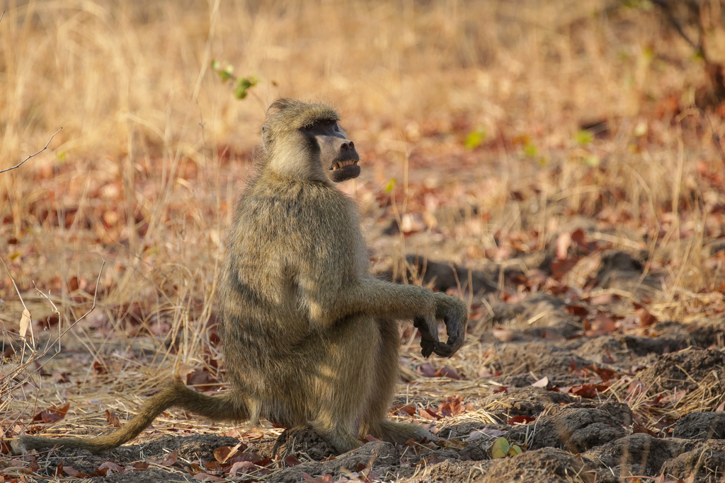 South Luangwa-20