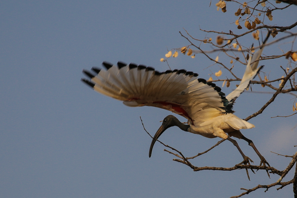 South Luangwa-21