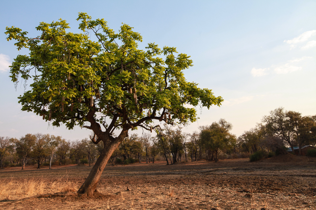 South Luangwa-22