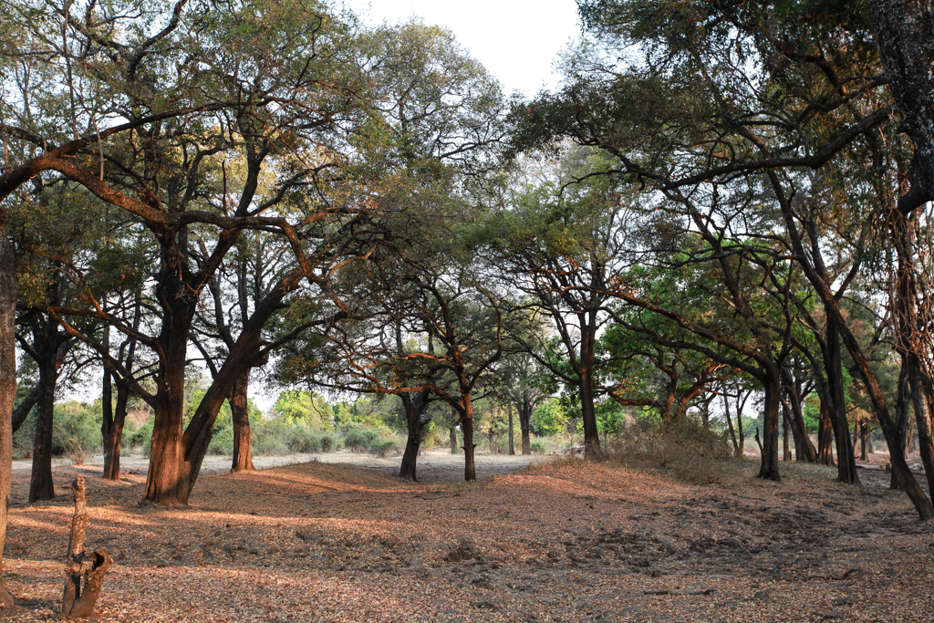 South Luangwa-23