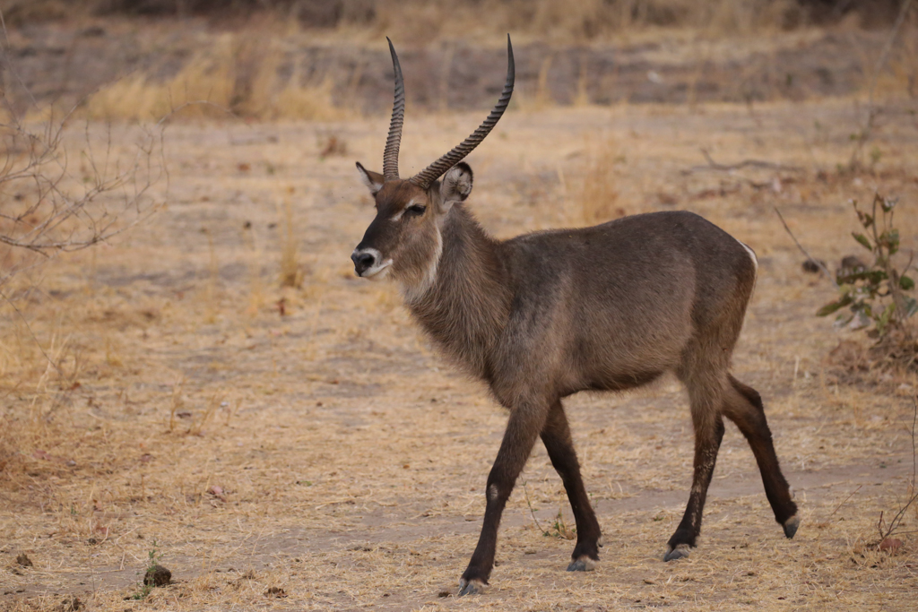 South Luangwa-3