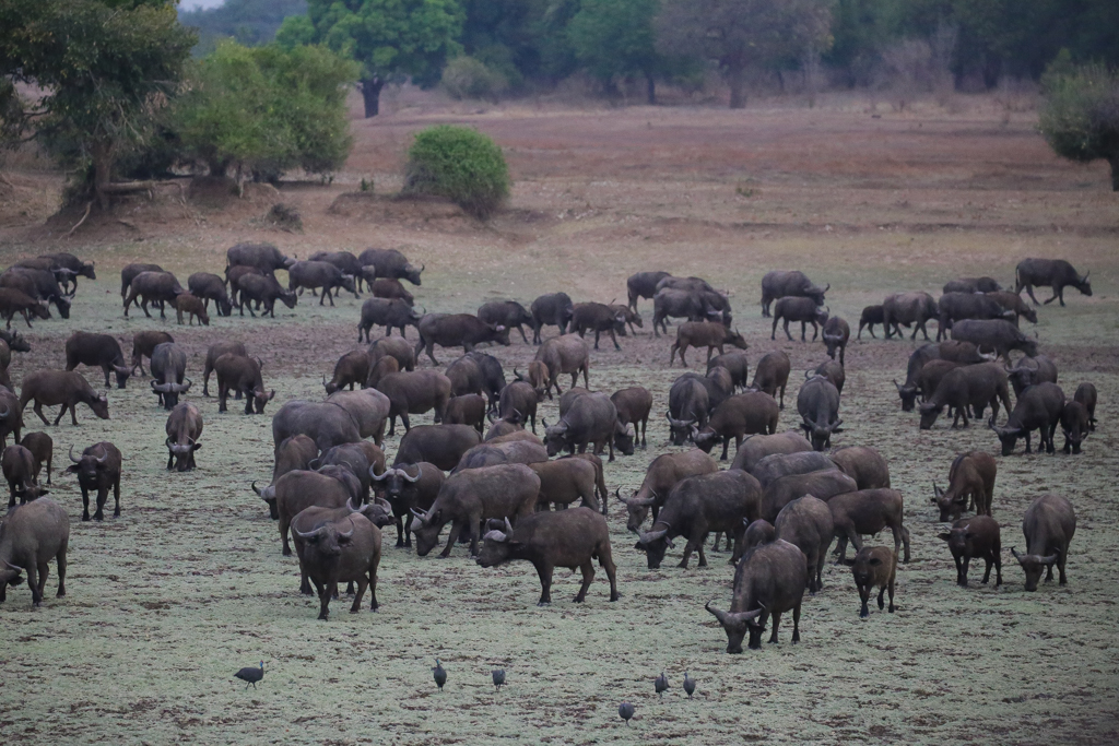 South Luangwa-4