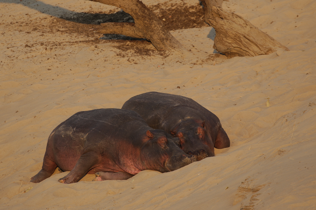 South Luangwa-6