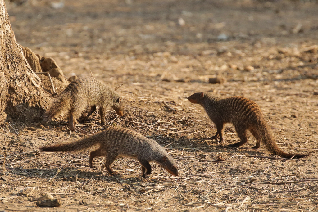 South Luangwa-7