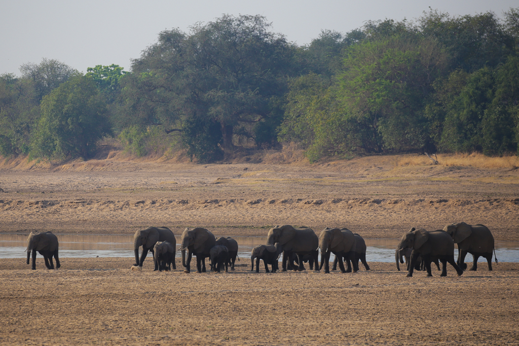 South Luangwa-8