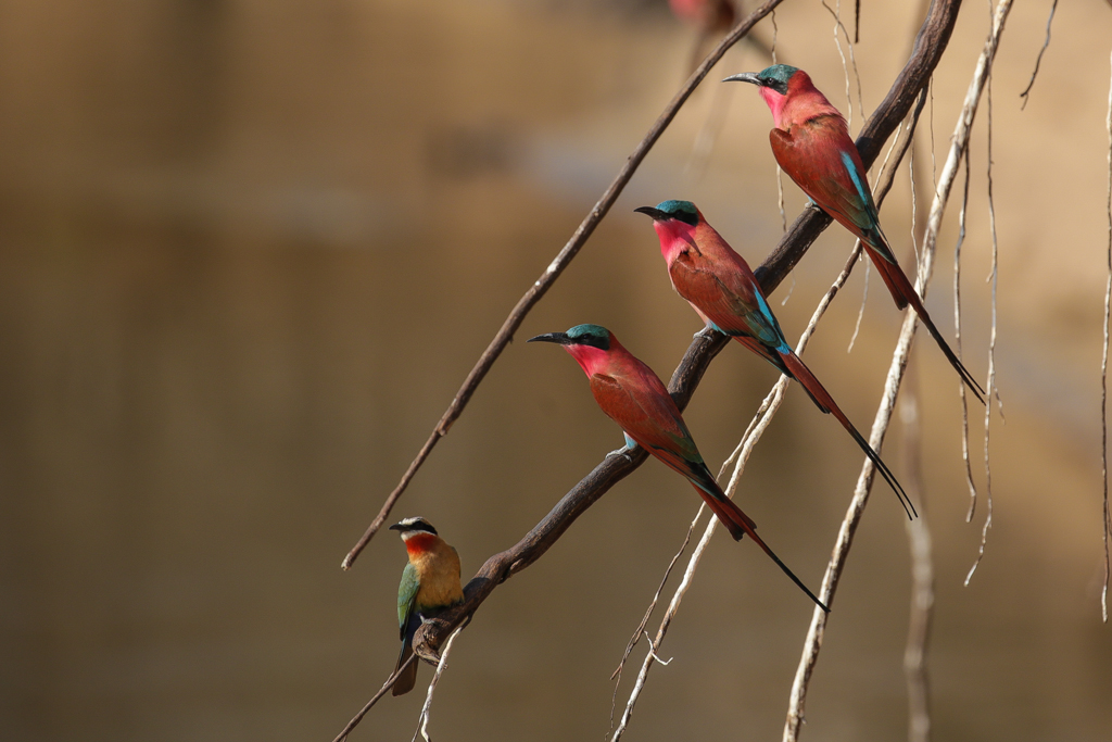 South Luangwa-9