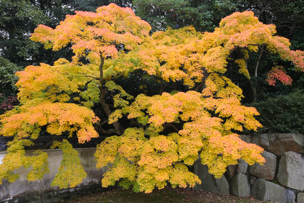 Takamatsu 20151106-17