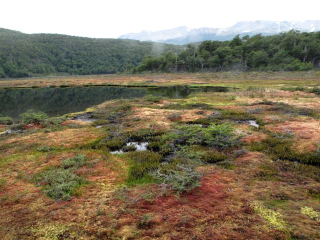 Tourbière