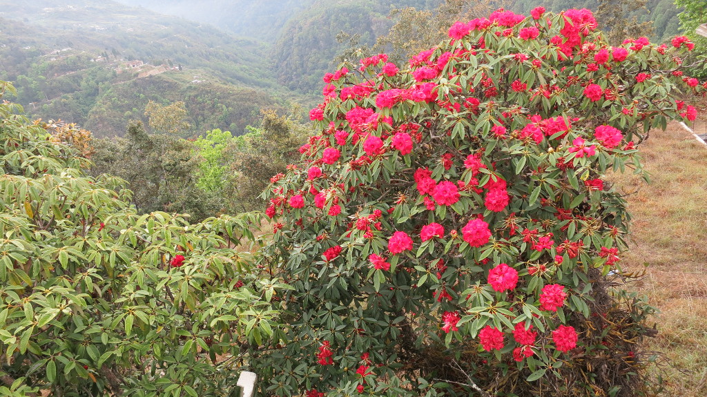 La vallée de Phobjika