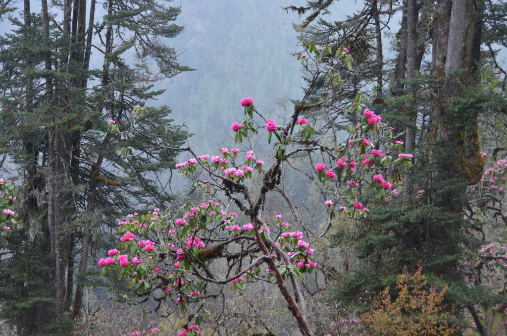 De gigantesques rhododendrons en fleur tapissent la montagne